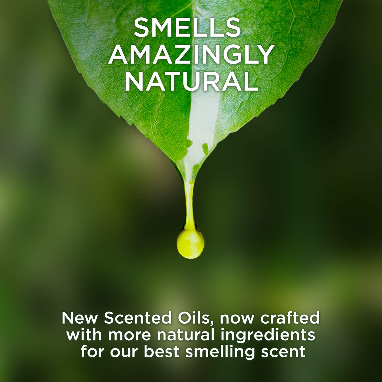 Air Wick Plug in Scented Oil, Woodland Mystique, Fall scent, Fall spray, (3x0.67oz), Essential Oils, Air Freshener, Packaging May Vary, 3 Count